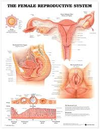It is widely believed that there are 100 organs; Amazon Com The Female Reproductive System Anatomical Chart Anatomical Chart Company Office Products