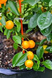 calamondin orange marmalade flour on