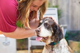 to potty train an older dog