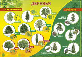 Деревья средней полосы россии (89 фото)