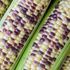 wild violet hybrid sweet corn