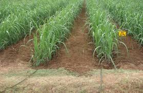 Agriculture Crop Production Sugarcane