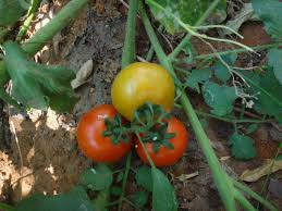Tomato Wikipedia
