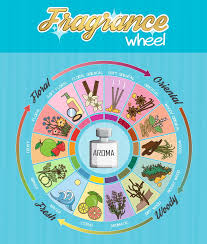 Aroma Fragrance Guide Wheel Infographic Poster Stock Vector
