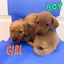 Find dachshund puppies and breeders in your area and helpful dachshund information. 2 Pure Bred Mini Dachshund Pups For Sale In Charleston West Virginia Puppies For Sale Near Me