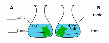 Gummy Bear In Salt Water Diagram Experiment 438851 Pngtube