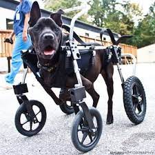 full support dog wheelchair custom