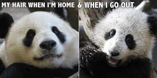 15 amazing panda memes you must laugh