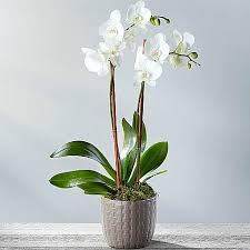 orchid send orchids exotic plants in
