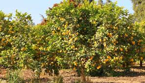 Grow Care For Lemon Trees