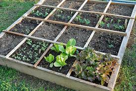 easy steps to square foot gardening