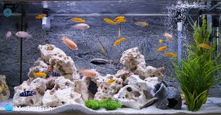Corner fish tank 101 (overview). Best Unique Creative Aquarium Decorations To Make Your Tank A Beauty