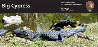 American Alligator - Big Cypress National Preserve (U.S. National Park  Service)