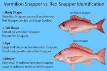 Are vermillion snapper good to eat?