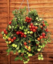 tomato seeds trailing hybrid for