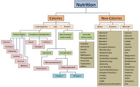 Nutrition Flow Chart Nutrition Chart Nutrition Dietetics