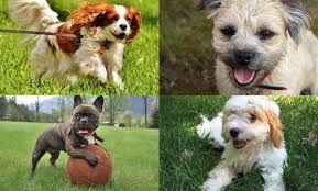 top 20 best small dog breeds tiny terrier