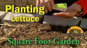 planting lettuce in the square foot