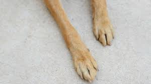 foot toe cancer in dogs petmd