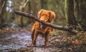 Can Dogs Chew On Pine Wood Sticks