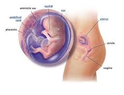 Beberapa perkembangan organ pada janin tersebut. Perkembangan Janin 3 Bulan 12 Minggu Hamil Co Id