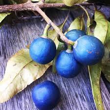Melbourne Bushfood - Blue Quandong is the best! . Blue Quandong 'Elaeocarpus angustifolius' (also called Blue Marble Tree or Blue Fig, though it is not a type of fig) is more commonly