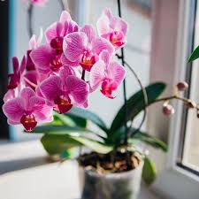 The 10 Luckiest House Plants According