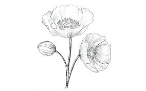 13+ Easy Steps Poppy Flower Drawing | Realistic Poppy Flower Art - Drawwiki