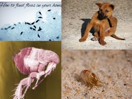 how to find fleas in your home a
