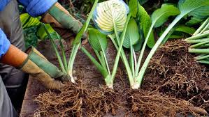 how and when to divide hosta plants