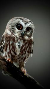 63 cute owl