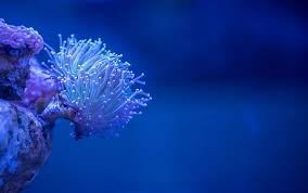 5 Best Led Reef Lights For Optimal Coral Growth Review Guide