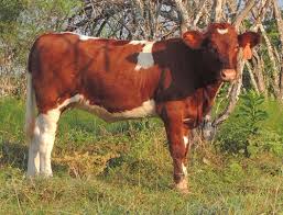 hw mcelroy maine anjou cattle