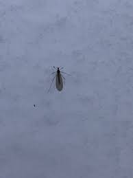 insects on the snow in the midwest