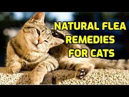 cat flea treatment 10 natural ways