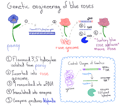 roses and the impossible blue plant lab