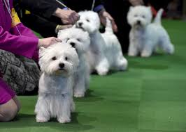 Local ads by owners and breeders The Cutest Dogs Of The 2016 Westminster Dog Show