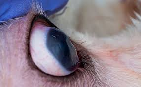 Summary of frequent cat eye diseases and conditions. Understanding Canine Ocular Ulcers