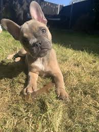 We have over 100 cute, funny, and famous options for girls and boys. Lola The Lilac Tan Frenchie Puppy Frenchie Puppy Puppies French Bulldog Cartoon