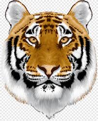 bengal cat sumatran tiger white tiger
