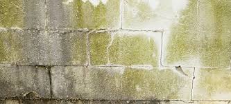 10 Ways To Prevent Basement Mold