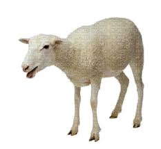 Sheep.Mouton.Oveja.gif.Victoriabea, lamb , agneau , cordero , lammfleisch ,  farm , ferme , schafe , white - GIF animado grátis - PicMix
