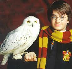 hedwig the owl from the harry potter series