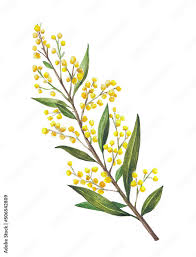 golden wattle acacia pycnantha is