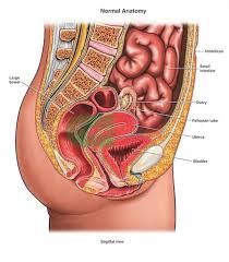 Diagram Of Internal Organs Female Diagram Of Internal