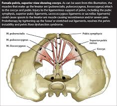 inal pain from pelvic and spinal