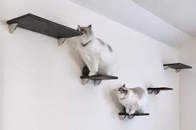 Best Cat Climbing Wall Shelves Ladders