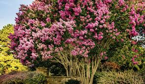The best flowering trees for residential gardens. Indiana Plants For Sale Fastgrowingtrees Com