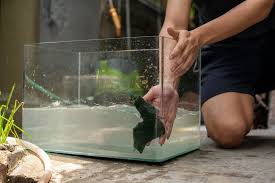 How To Clean Plexiglass Fish Tanks