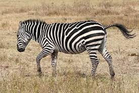 Zebras love grassland habitats for grazing. Where Do Zebras Live Facts About The Habitat Of Zebras